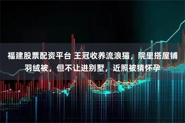 福建股票配资平台 王冠收养流浪猫，院里搭屋铺羽绒被，但不让进别墅，近照被猜怀孕